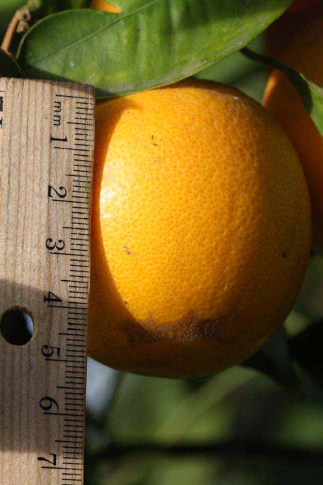            Fruit (Riverside, CA)   